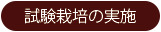 試験栽培の実施