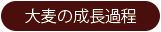 大麦の成長過程