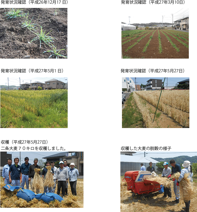 大麦の成長過程写真