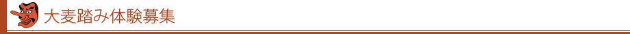 大麦踏み体験大募集