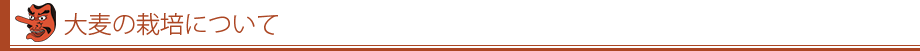 大麦の栽培について